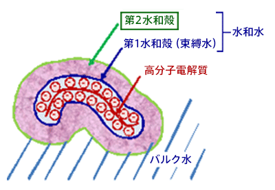 （図/写真2）高分子電解質近傍の水