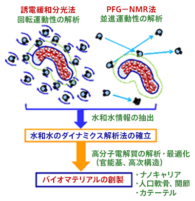 （図/写真3）バイオマテリアルの創製に向けた高分子電解質近傍の水和水運動性の評価