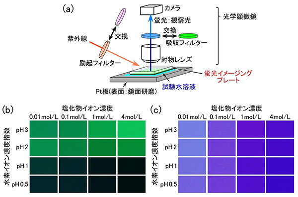 図2．（ａ）蛍光イメージングプレートによる金属表面のpHと塩化物イオン濃度の計測方法の模式図（金属Pt板を試験片とした場合の例）、（ｂ）pH応答性、（ｃ）塩化物イオン濃度応答性