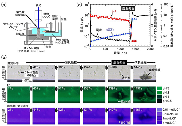 図4．（a）すき間腐食試験装置の断面模式図、（b）ステンレス鋼のすき間腐食発生時の腐食状況とpHおよび塩化物イオン濃度の分布、（c）すき間腐食発生部でのpHおよび塩化物イオン濃度の経時変化