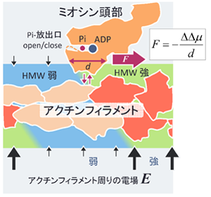 図1　アクチンフィラメント上のミオシンに働く力の新たなしくみ