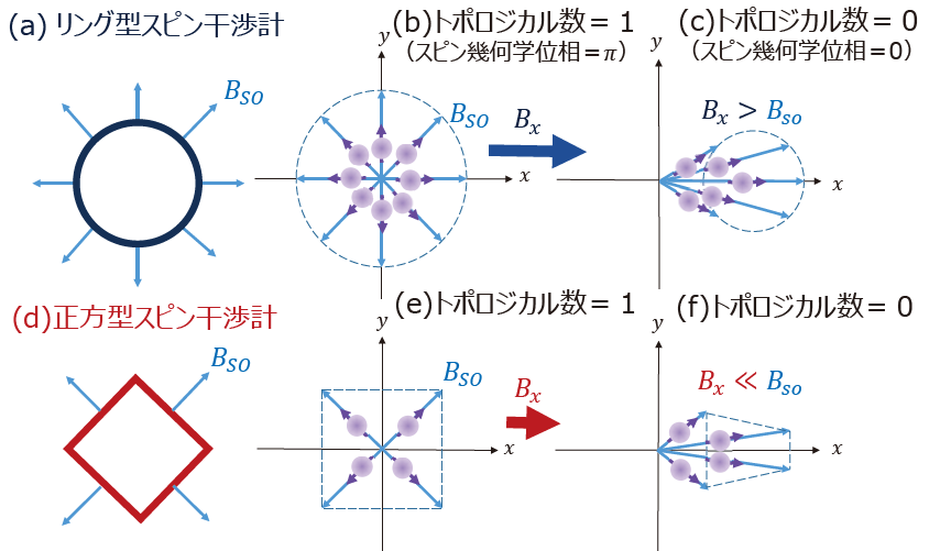 図1 リング型と正方型スピン干渉デバイスの模式図