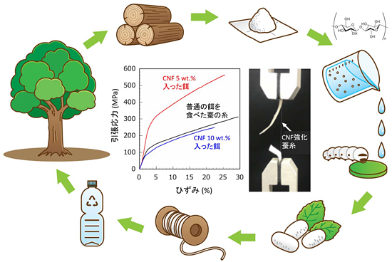 図：セルロースナノファイバー強化蚕糸の引張試験と将来展望