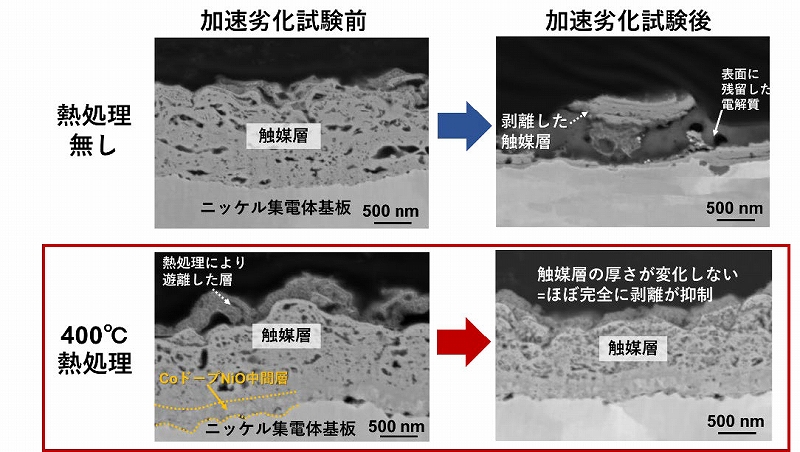 図2. NiCo2O4触媒/Ni集電体電極断面の走査型電子顕微鏡像